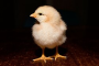 Gallinarium-Forum